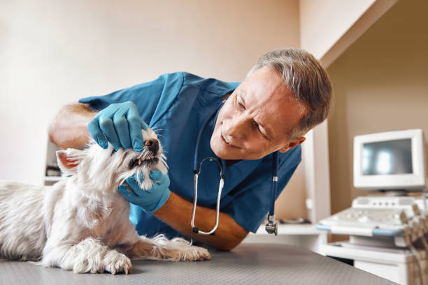 Best Same-Day Emergency Dental Services in Wake Village, TX